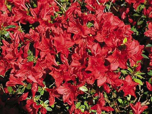 Azalia japońska Estrella C2 E