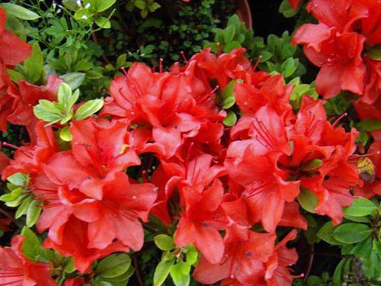 Azalia japońska Estrella C2 E