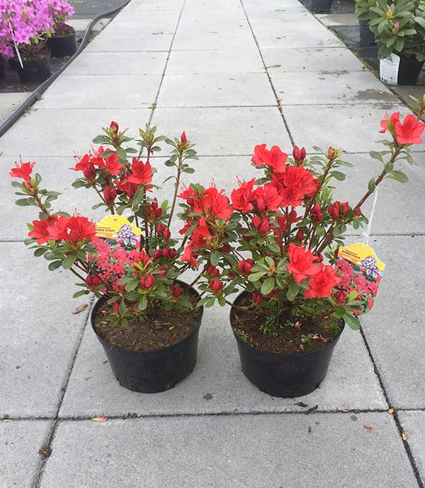 Azalia japońska Estrella C2 E