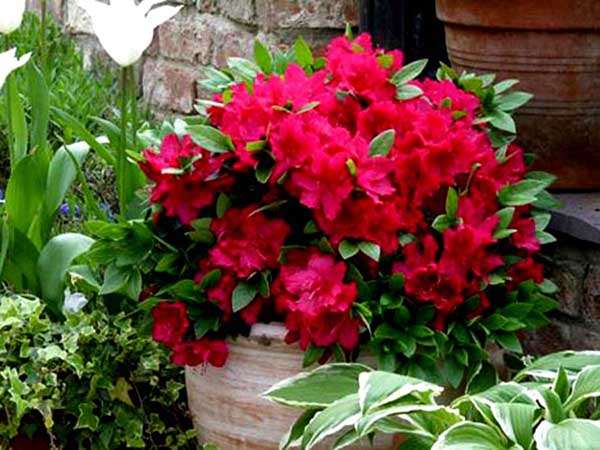 Azalia japońska Georg Arends C2 E