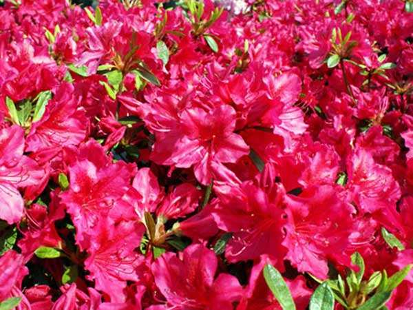 Azalia japońska Georg Arends C2 E