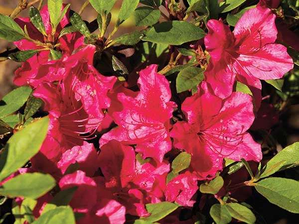 Azalia japońska Georg Arends C2 E