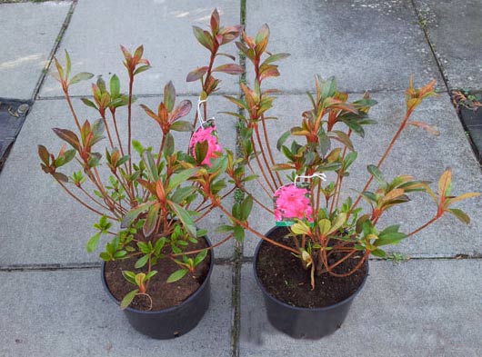 Azalia japońska Georg Arends C2 E