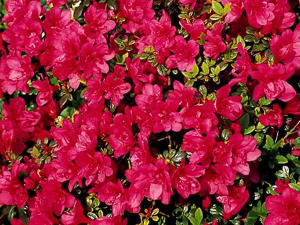 Azalia japońska Gislinde C2 E