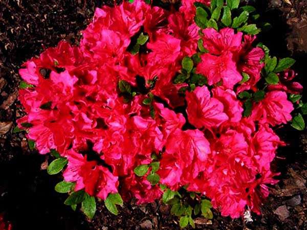 Azalia japońska Gislinde C2 E