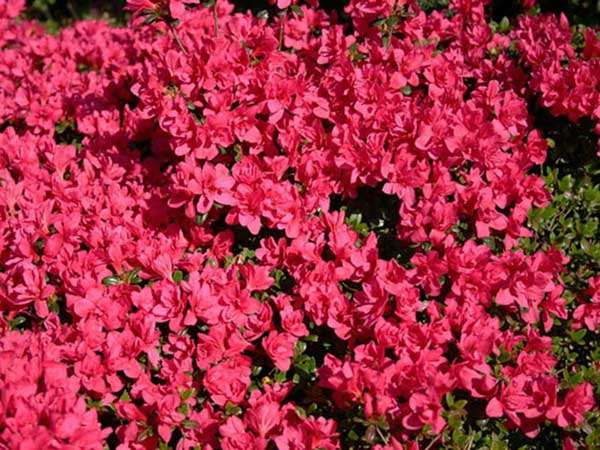 Azalia japońska Gislinde C2 E