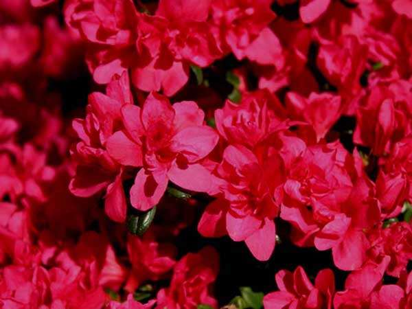 Azalia japońska Gislinde C2 E