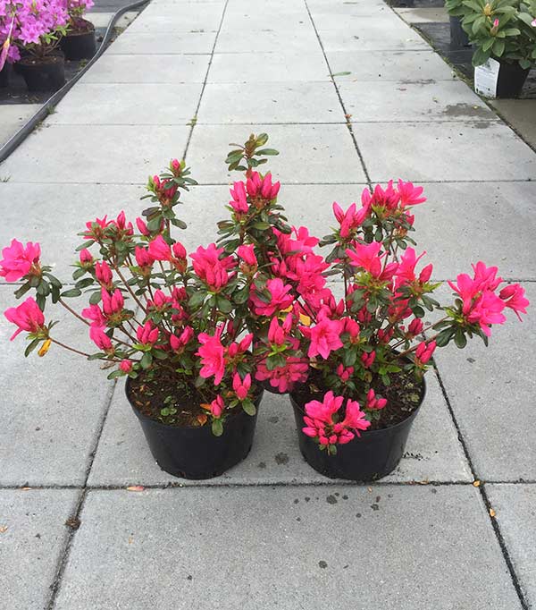 Azalia japońska Gislinde C2 E