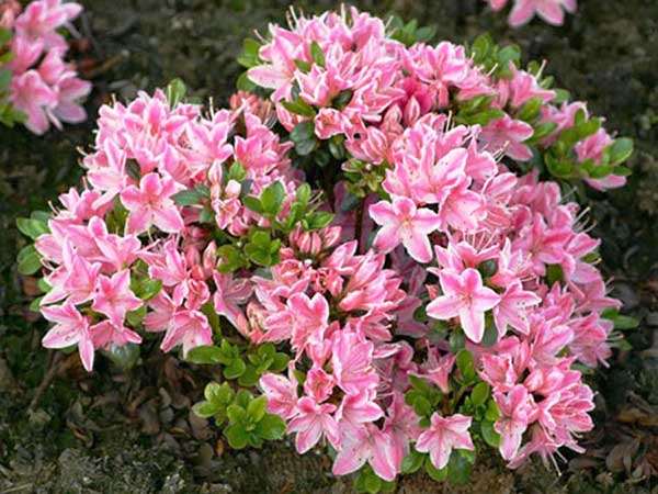 Azalia japońska Kermesina Rose C2 E