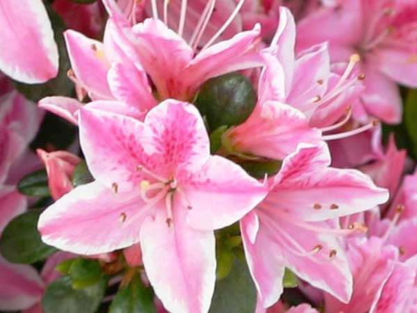 Azalia japońska Kermesina Rose C2 E