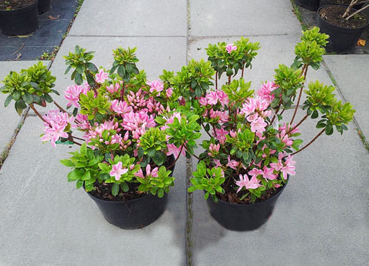 Azalia japońska Kermesina Rose C2 E