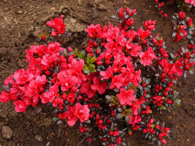 Azalia japońska Maruschka C2 E