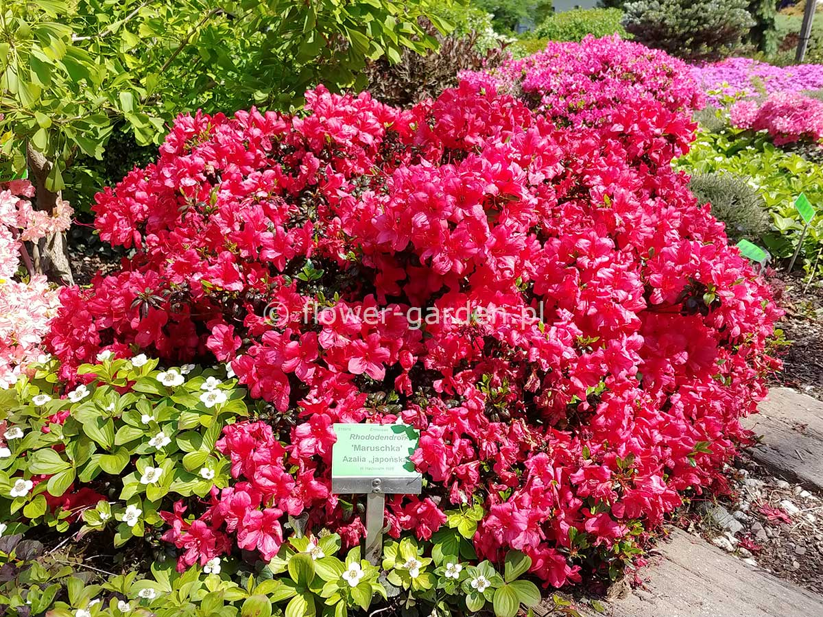 Azalia japońska Maruschka C2 E