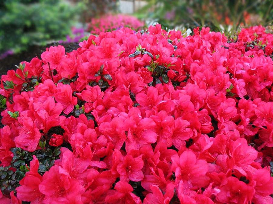 Azalia japońska Maruschka C2 E