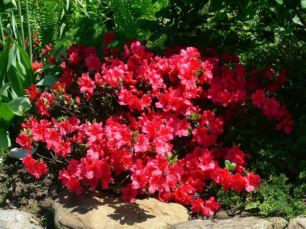 Azalia japońska Maruschka C2 E