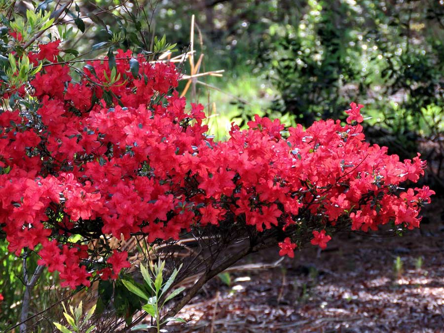 Azalia japońska Maruschka C2 E
