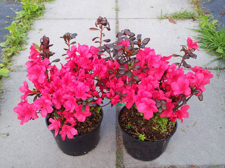 Azalia japońska Maruschka C2 E