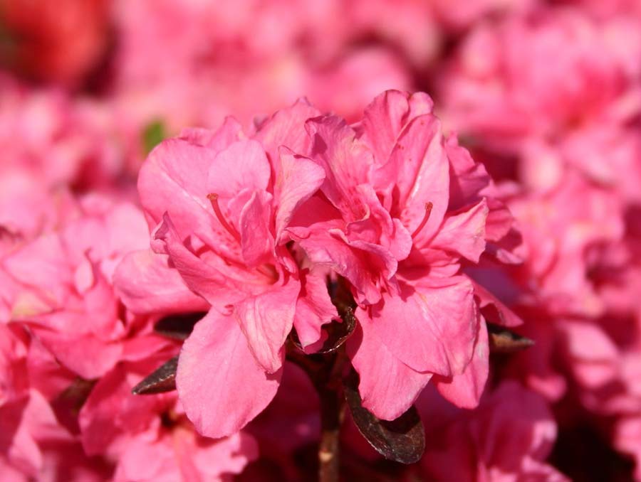 Azalia japońska Rokoko C2 E