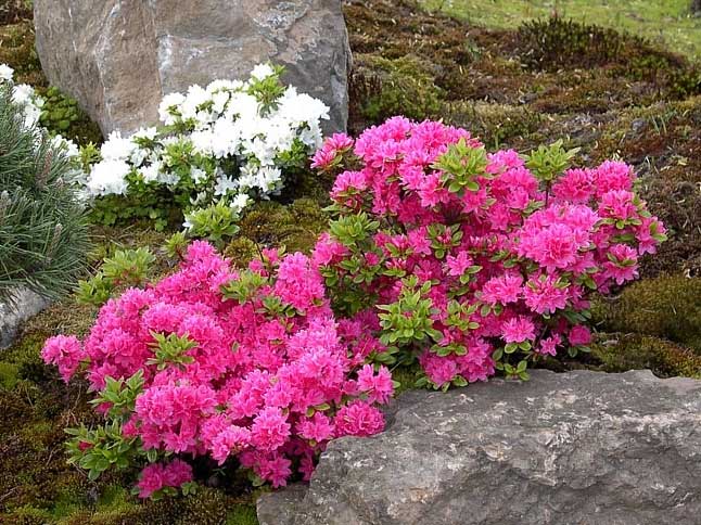 Azalia japońska Rokoko C2 E