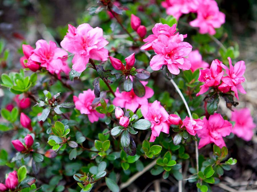 Azalia japońska Rokoko C2 E