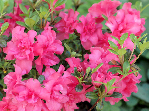 Azalia japońska Rokoko C2 E