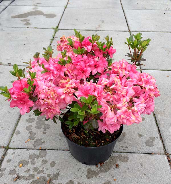 Azalia japońska Rokoko C2 E