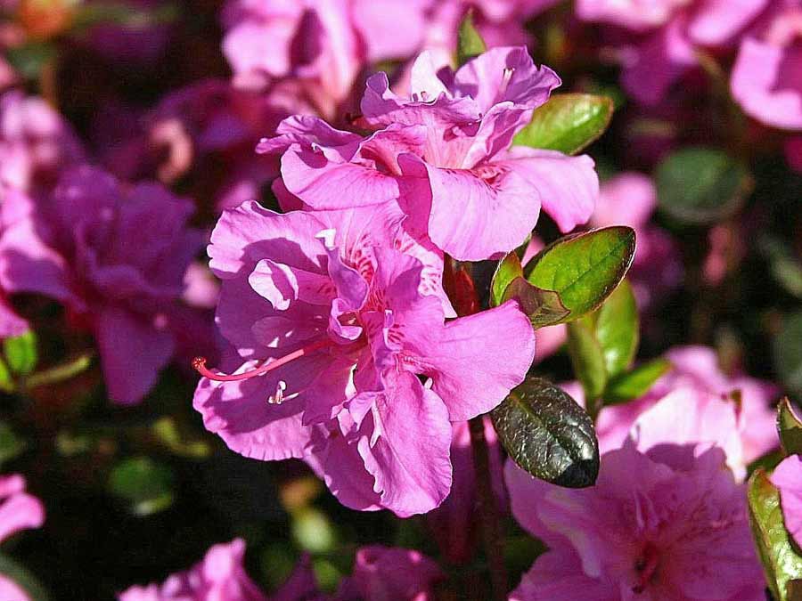 Azalia japońska Thekla C2 E