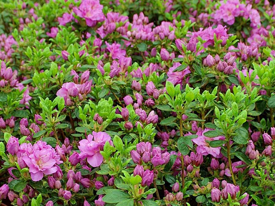 Azalia japońska Thekla C2 E