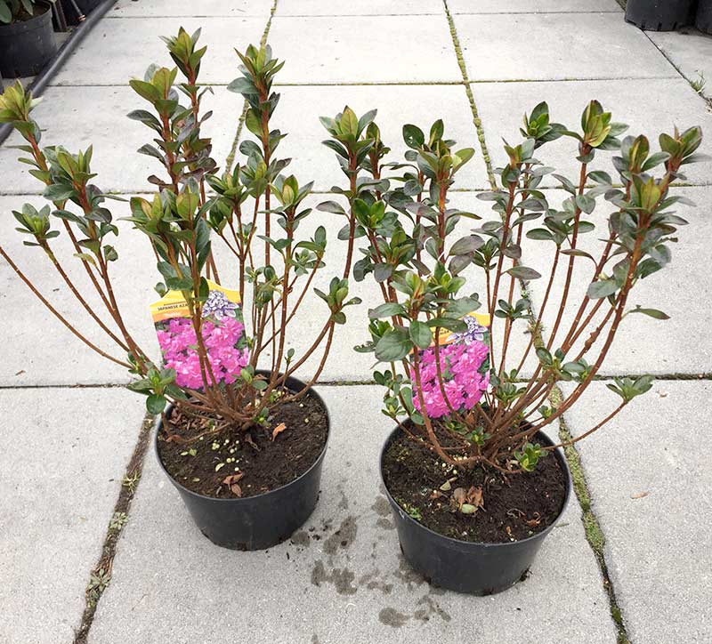 Azalia japońska Thekla C2 E