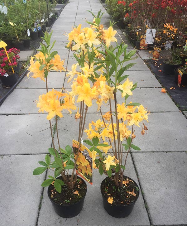 Azalia wielkokwiatowa Limetta C3 E