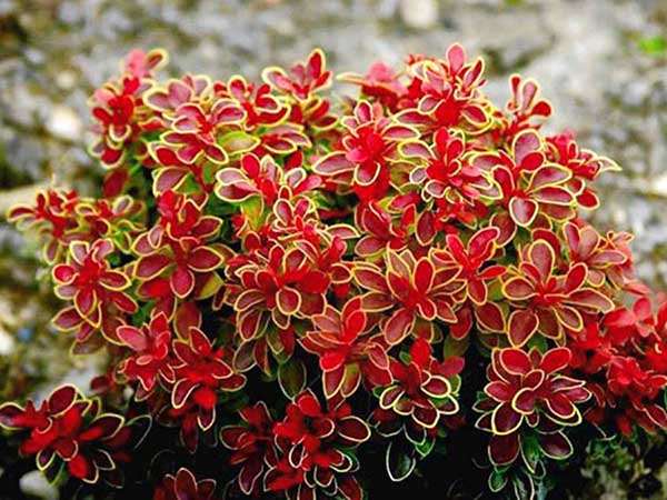 Berberys Thunberga Admiration P9 E