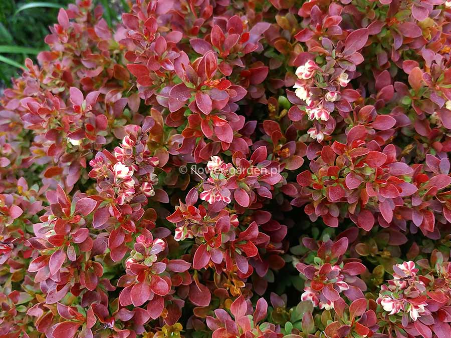 Berberys Thunberga Admiration P9 E