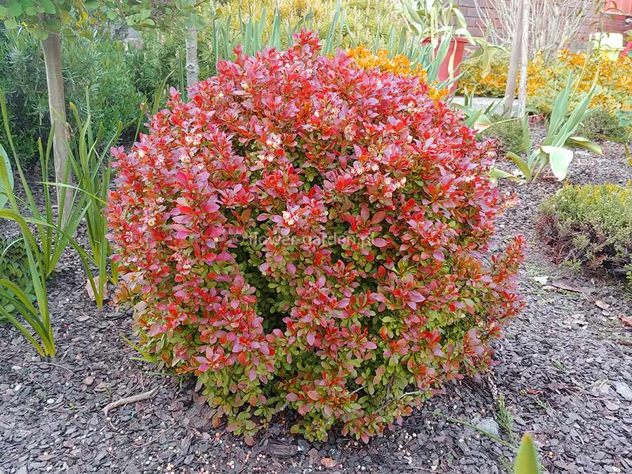 Berberys Thunberga Admiration P9 E