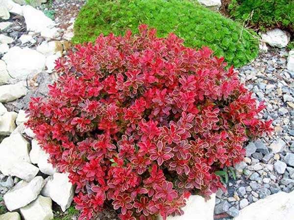 Berberys Thunberga Admiration P9 E