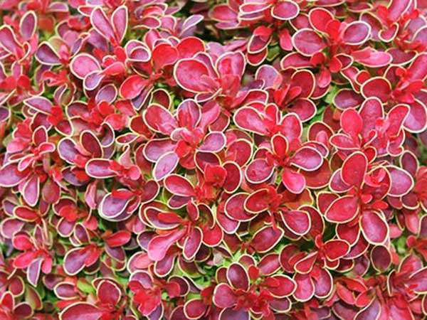 Berberys Thunberga Admiration P9 E