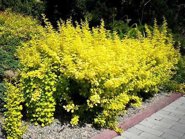 Berberys Thunberga Maria ® P9 E
