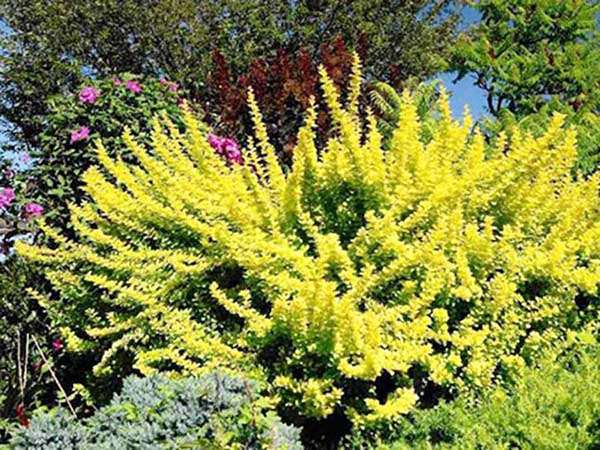 Berberys Thunberga Maria ® P9 E