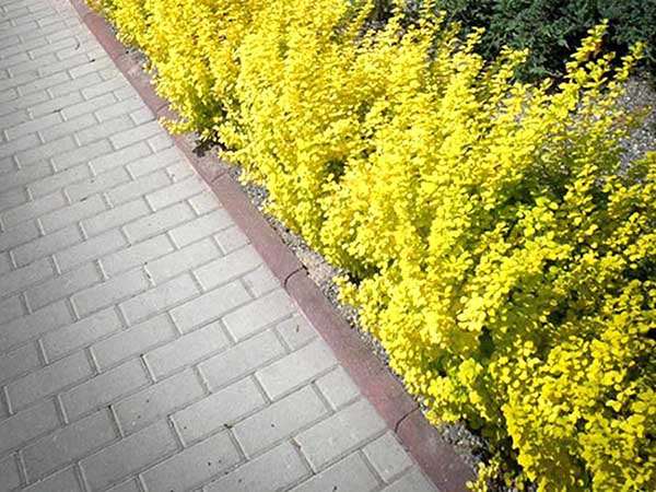 Berberys Thunberga Maria ® P9 E