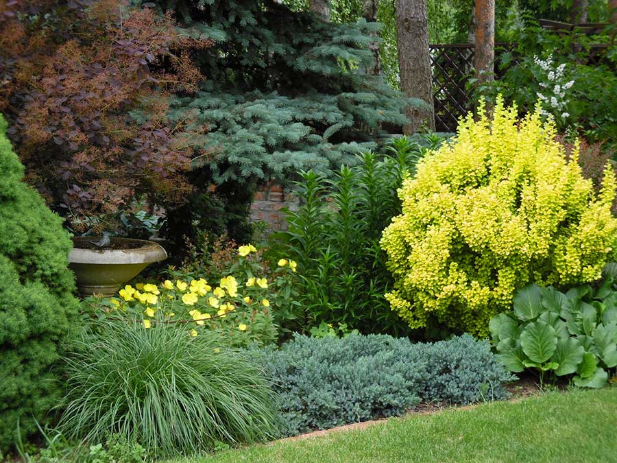 Berberys Thunberga Maria ® P9 E