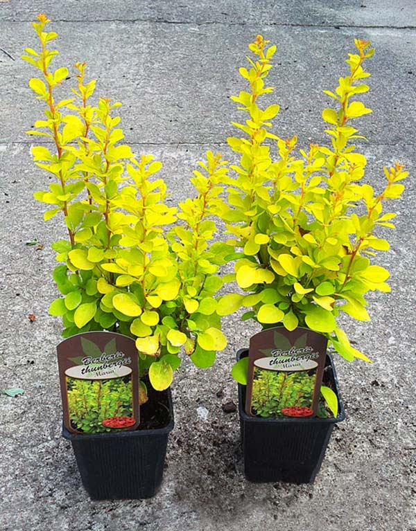 Berberys Thunberga Maria ® P9 E