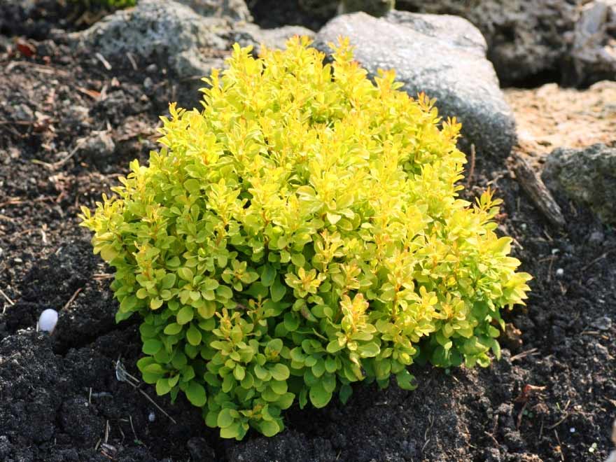 Berberys Thunberga Tiny Gold ® 3-letnia C2