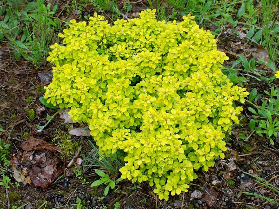 Berberys Thunberga Tiny Gold ® 3-letnia C2