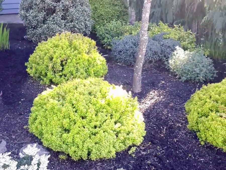 Berberys Thunberga Tiny Gold ® 3-letnia C2