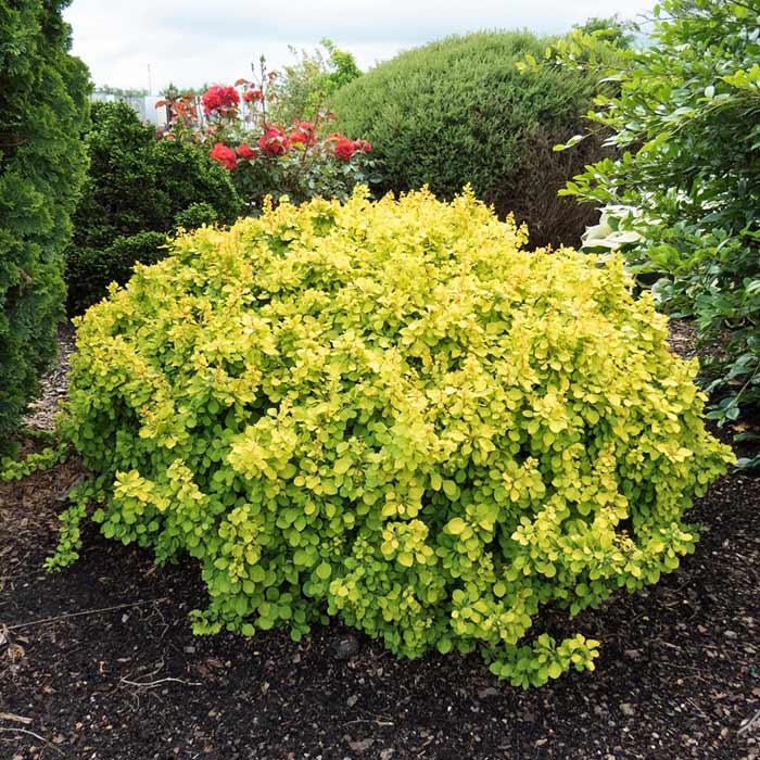 Berberys Thunberga Tiny Gold ® 3-letnia C2