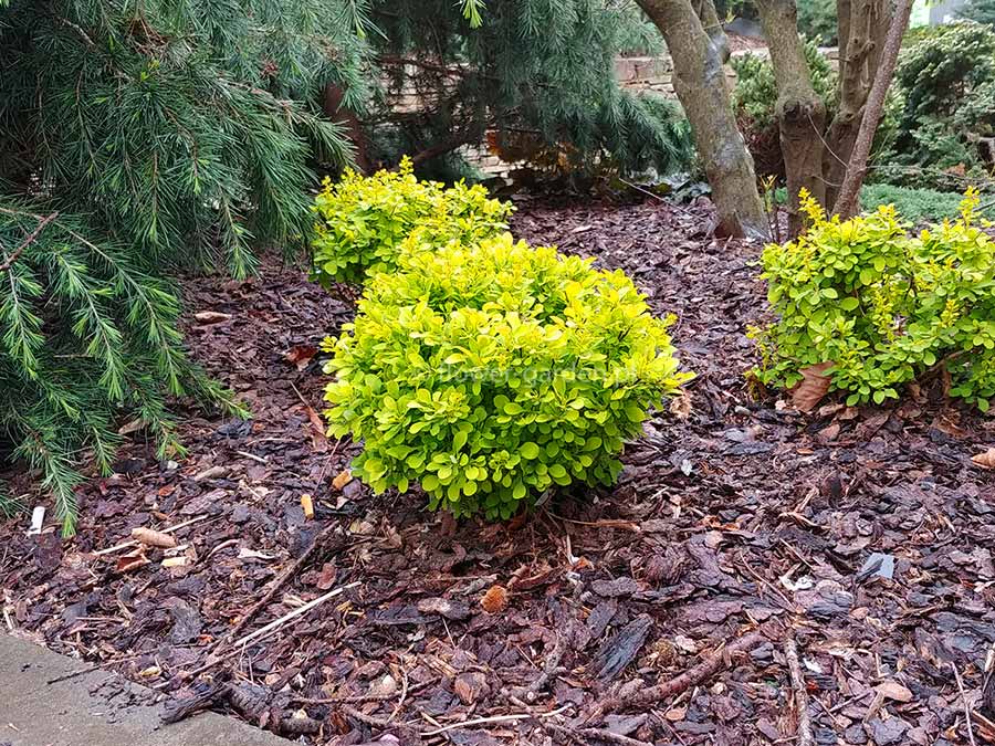 Berberys Thunberga Tiny Gold ® 3-letnia C2