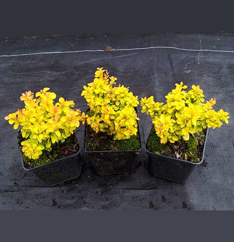 Berberys Thunberga Tiny Gold ® 3-letnia C2