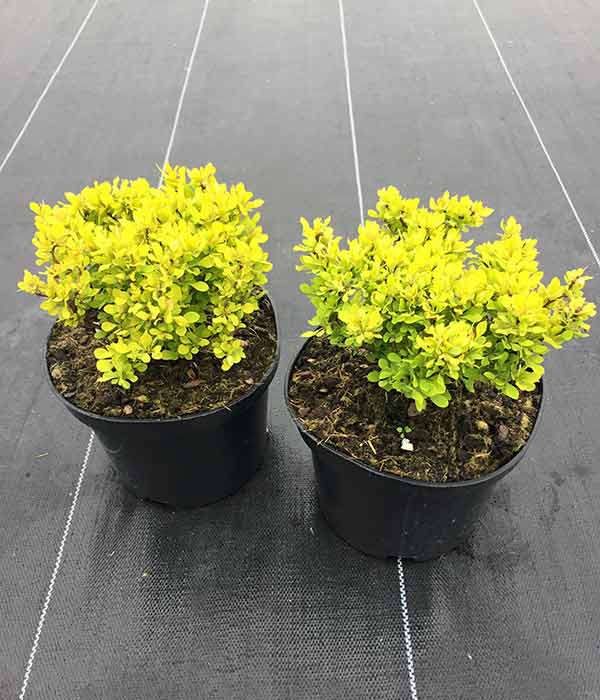 Berberys Thunberga Tiny Gold ® 3-letnia C2