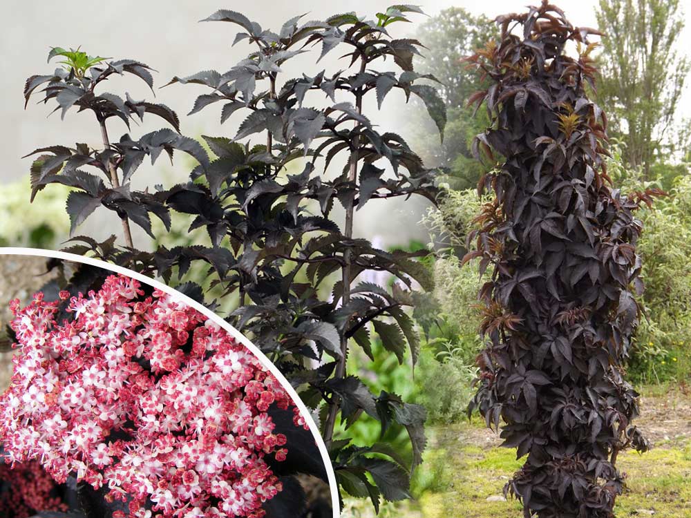 Bez kolumnowy Black Tower ® P9 E