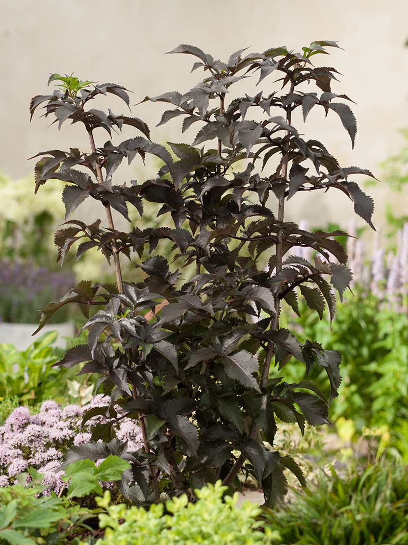 Bez kolumnowy Black Tower ® P9 E