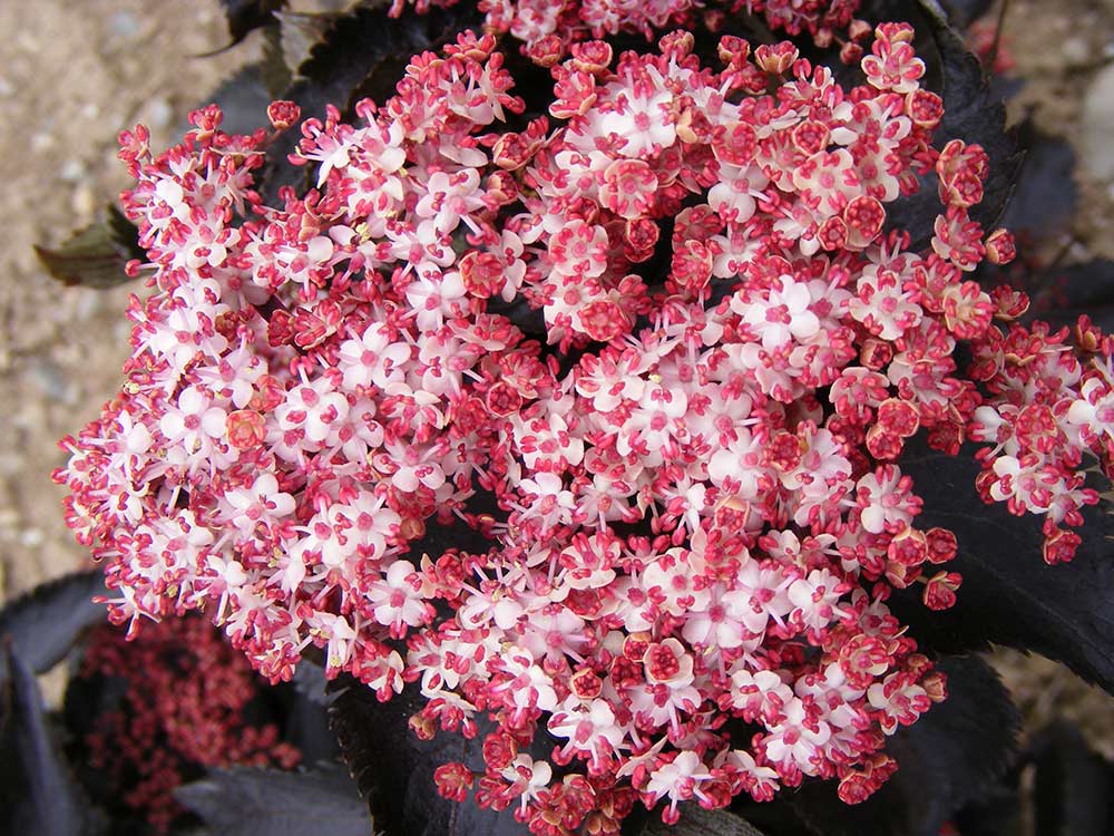 Bez kolumnowy Black Tower ® P9 E